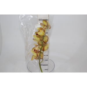 CYMBIDIUM HT MIN 5 FLS CHOCOLATE