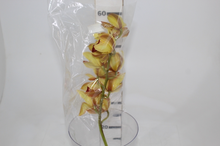 <h4>CYMBIDIUM HT MIN 5 FLS CHOCOLATE</h4>