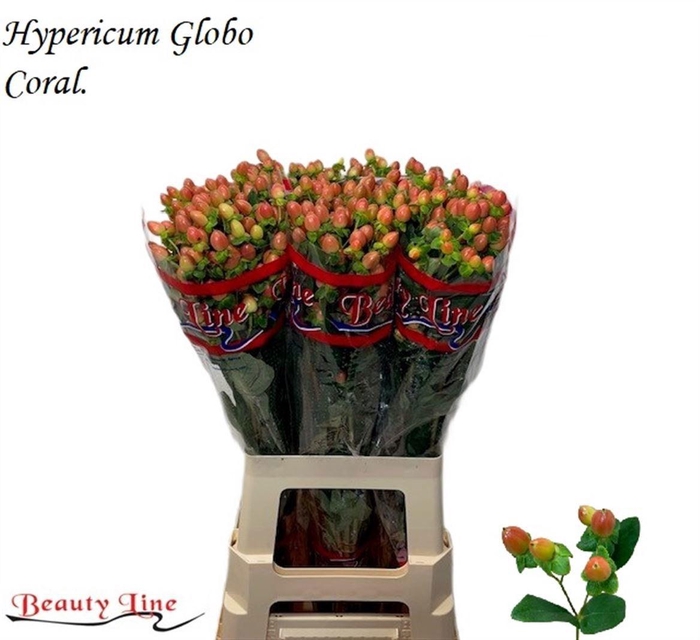 <h4>HYP GLOBO CORAL</h4>