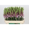 Antirrhinum Potomac Lavender