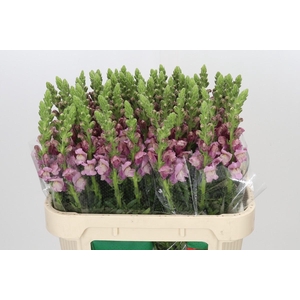 Antirrhinum Potomac Lavender