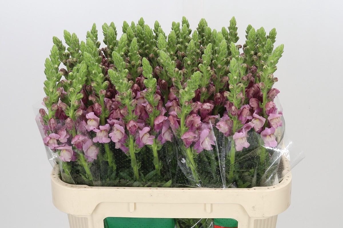 <h4>Antirrhinum Potomac Lavender</h4>