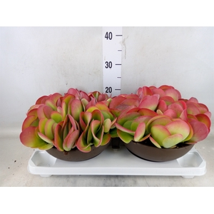 Kalanchoe NF thyrsiflora