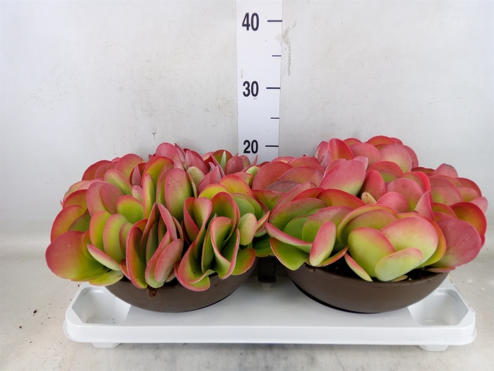 <h4>Kalanchoe NF thyrsiflora</h4>