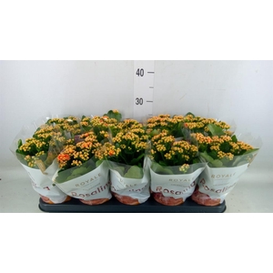 Kalanchoe blos. 'RosDon Feliz'