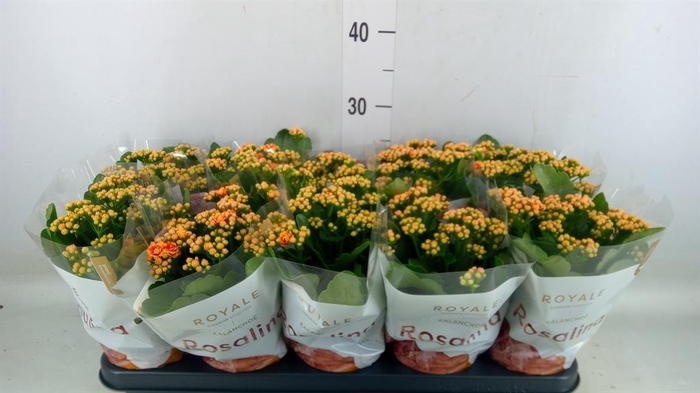 <h4>Kalanchoe blos. 'RosDon Feliz'</h4>