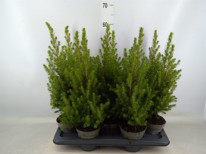 <h4>Picea glauca 'December'</h4>