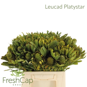 Leucad Platystar