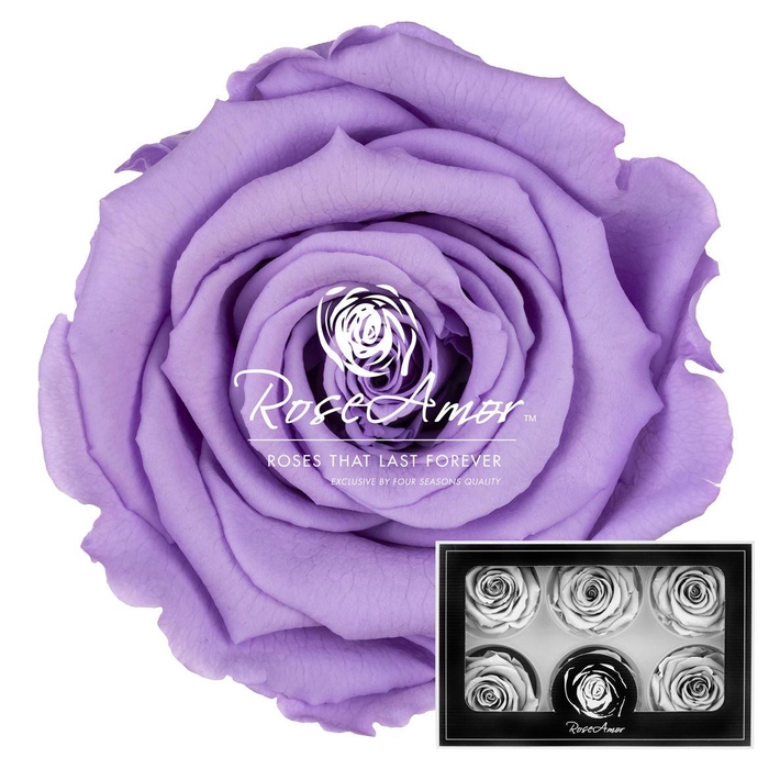 <h4>Lplus Vio03</h4>