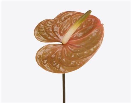 Anthurium Prestige