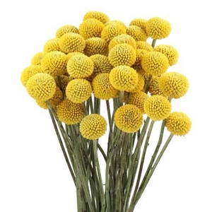 CRASPEDIA JUMBO NATURAL YELLOW Tessa