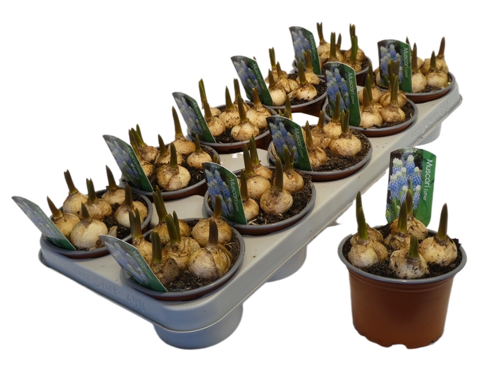 <h4>Muscar Esther</h4>