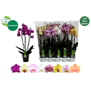 PHAL GEM 8 KL