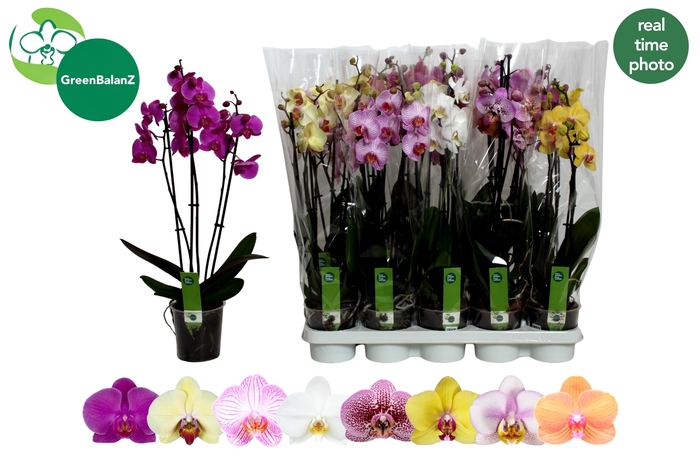 <h4>PHAL GEM 8 KL</h4>