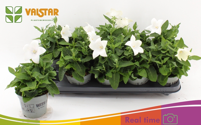 <h4>PLATYCO GR ASTRA WHI</h4>