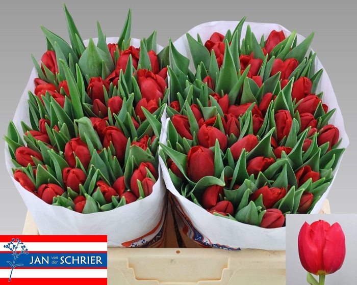 <h4>TU EN RED STONE</h4>