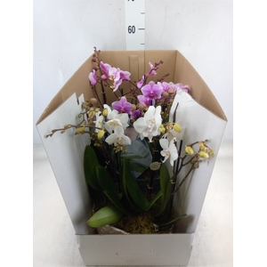 Phalaenopsis   ...mix
