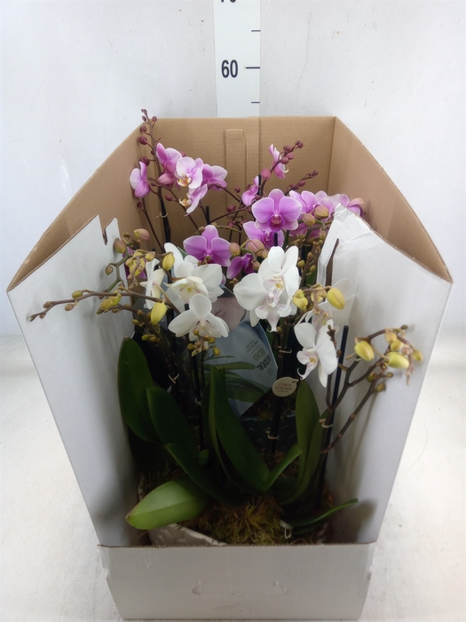 <h4>Phalaenopsis   ...mix</h4>