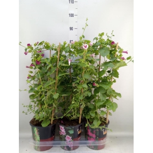 Lophospermum  'Lofos Compact Pink'