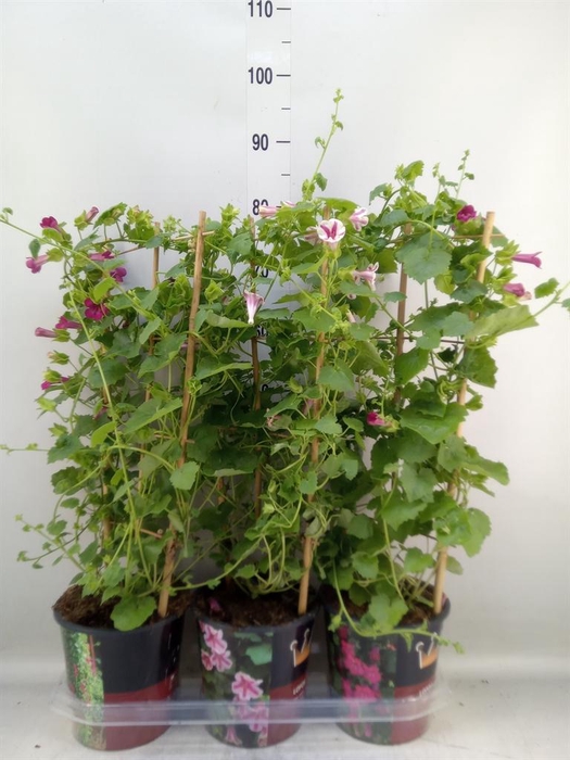 <h4>Lophospermum  'Lofos Compact Pink'</h4>