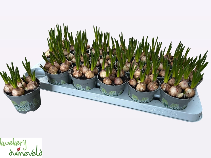 <h4>MUSCAR WHITE MAGIC</h4>