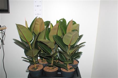 <h4>Fic El Robusta</h4>