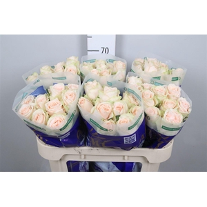 R Gr Wedding Rose