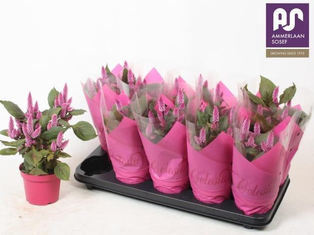 <h4>CEL MERIDA PINK</h4>