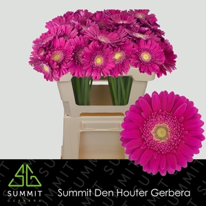 GERBERA MI 'VIVIAN'