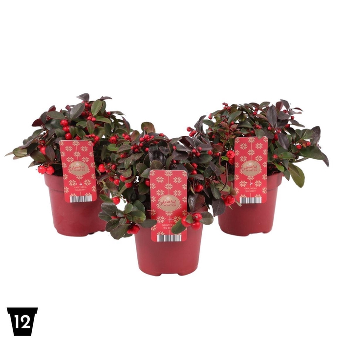 <h4>Gaultheria Pr Big Berry</h4>