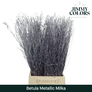 Betula L60 Mtlc. Milka