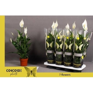 SPATH SWEET CURIOSA