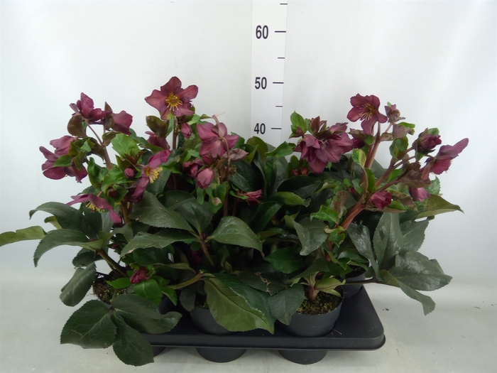 <h4>Helleborus  'Ice N Roses Early Red'</h4>