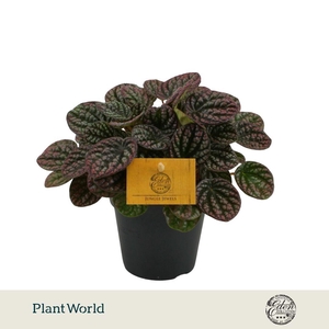 Peperomia Lucinda 12cm