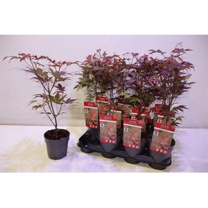 Acer Pa Atropurpureu