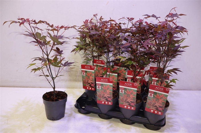 <h4>arr8 Acer Pa Atropurpureu</h4>