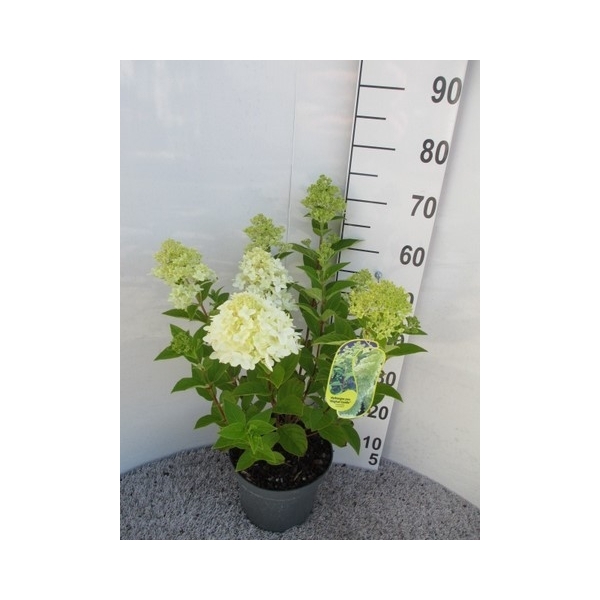 <h4>Hydrangea pan. Magical Candle struik P23</h4>