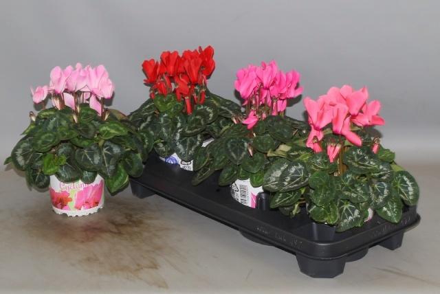 <h4>CYCL GR SUP XL</h4>