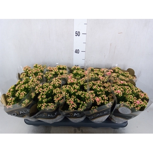 Kalanchoe blos. 'RosDon Alano'