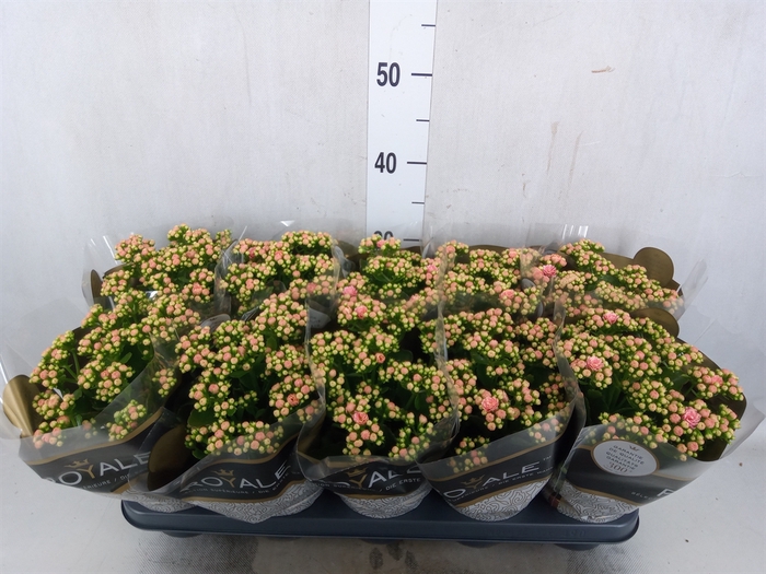 <h4>Kalanchoe blos. 'RosDon Alano'</h4>