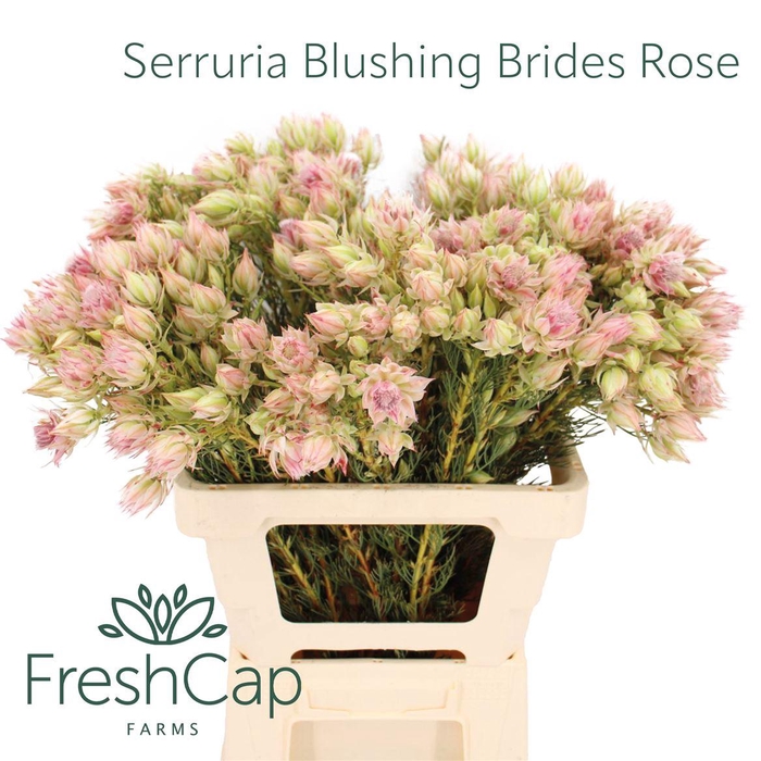 <h4>Serruria Blushing Brides Pink 2-5 Flwrs</h4>