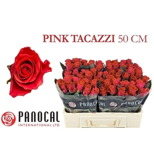Rosa large pink tacazzi+