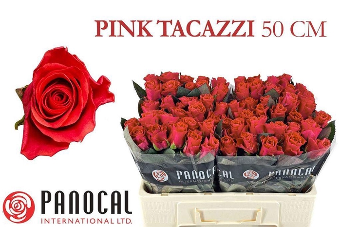 <h4>Rosa large pink tacazzi+</h4>