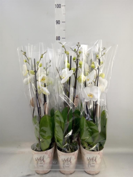 <h4>Phalaenopsis   ...</h4>