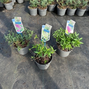 Buddleja (Free petite) mix P17 (minimum order one layer)