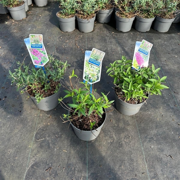 <h4>Buddleja (Free petite) mix P17 (minimum order one layer)</h4>