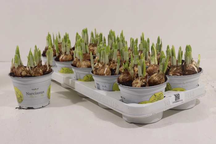 <h4>NARC O TETE A TETE</h4>