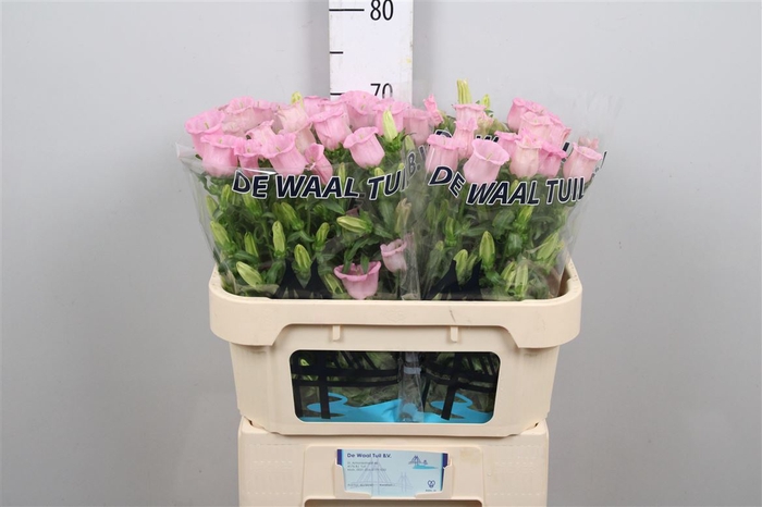 <h4>Camp M Pearl Pink</h4>