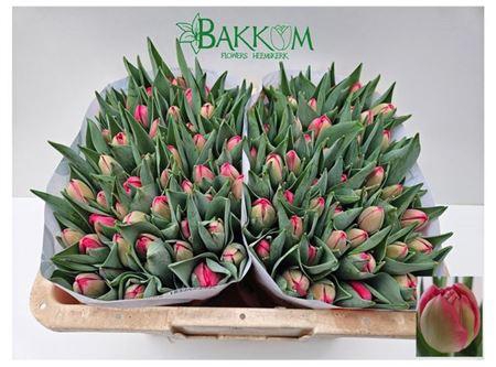 <h4>Tu Du Belgravia</h4>