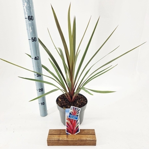 Cordyline